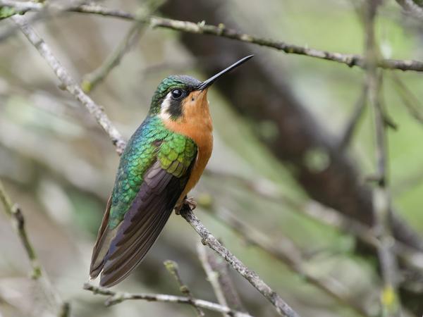 <h3><a href="/trips/costa-rica/biota/animalia/chordata/aves/033 apodiformes/004 trochilidae/lampornis castaneoventris/lampornis castaneoventris-nl.html">Lampornis&nbsp;castaneoventris</a> / White‑throated&nbsp;mountaingem / Roodbuikjuweelkolibrie</h3>OM-1 Mark II met OLYMPUS M.150-400mm F4.5, 1/2000 sec  bij F4.5, ISO 4000, afstand 3.10&nbsp;m